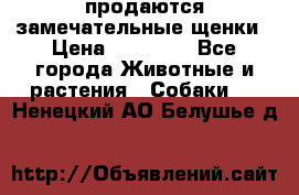 продаются замечательные щенки › Цена ­ 10 000 - Все города Животные и растения » Собаки   . Ненецкий АО,Белушье д.